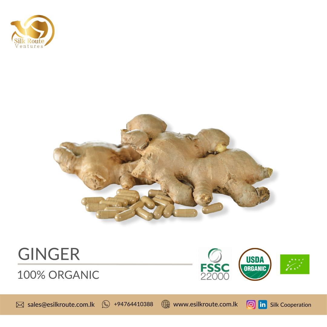 Organic Ginger Capsules in Bulk and Private Labeling Ekowarehouse
